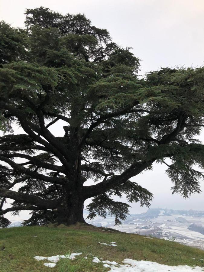 Alojamento de Turismo Rural Viticcio La Morra