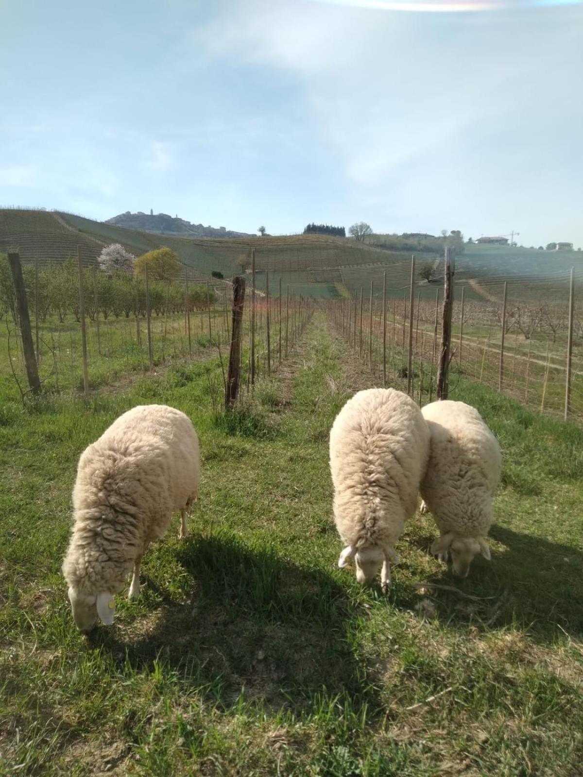 Viticcio Farm stay La Morra