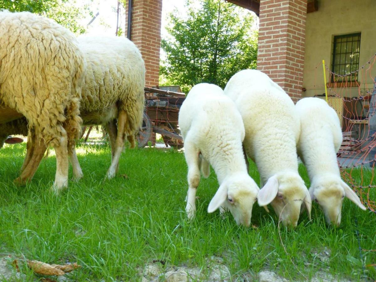 Viticcio Farm stay *